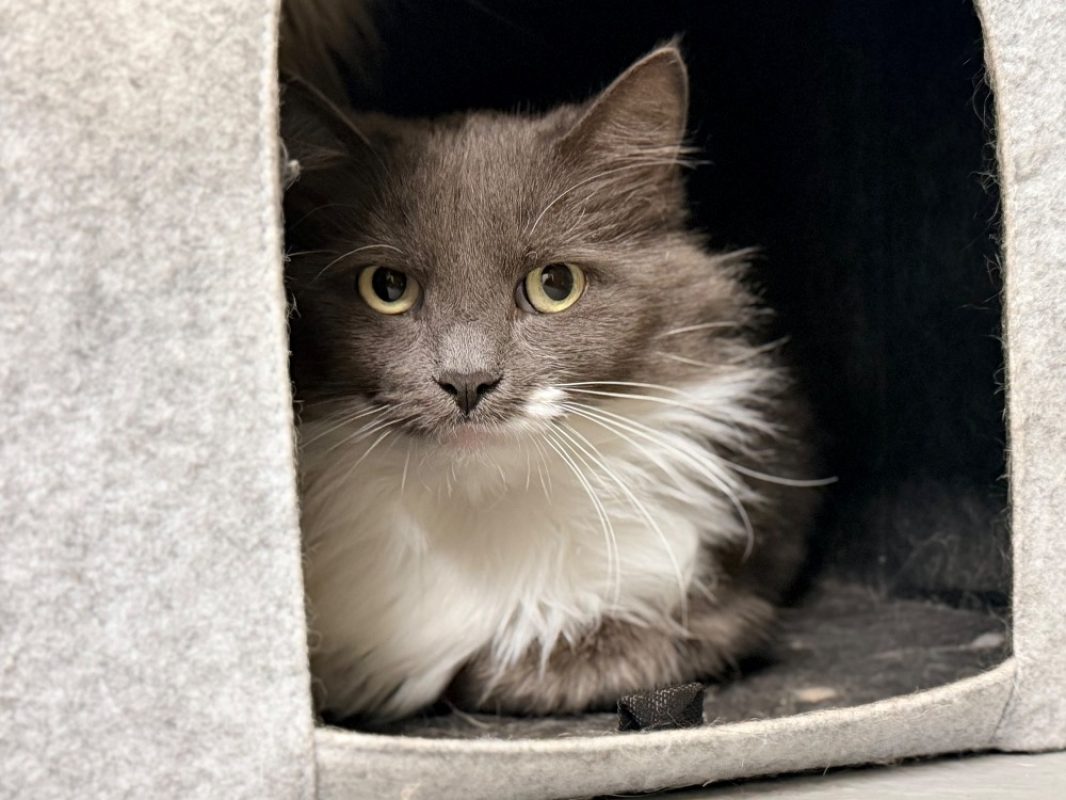 Tahiri - Chat Européen à adopter