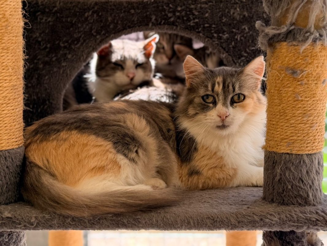 Kolyna - Chat Européen à adopter