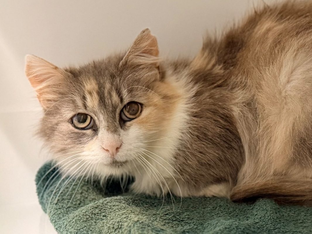 Kolyna - Chat Européen à adopter - photo 2
