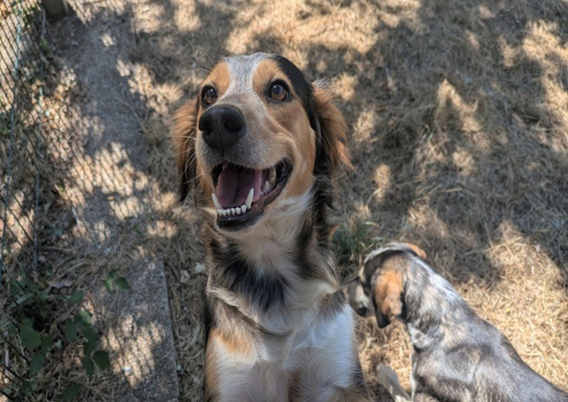 Orya - Chien Berger à adopter