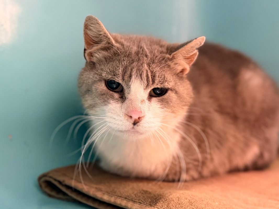 Tilde - Chat Européen à adopter