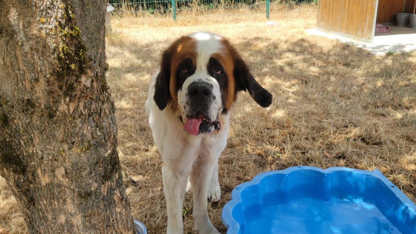 Princesse - Chien à adopter