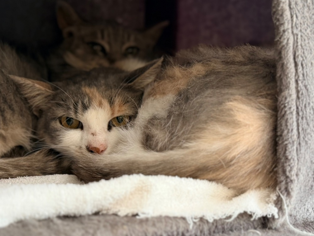Delilah - Chat Européen à adopter
