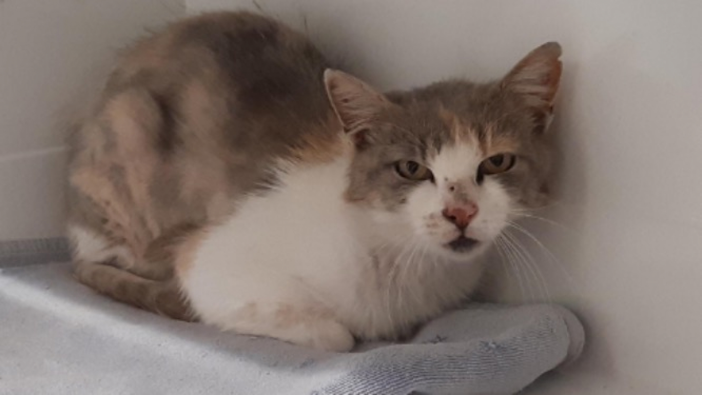 Delilah - Chat Européen à adopter - photo 2
