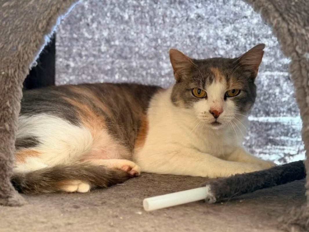 Delilah - Chat Européen à adopter