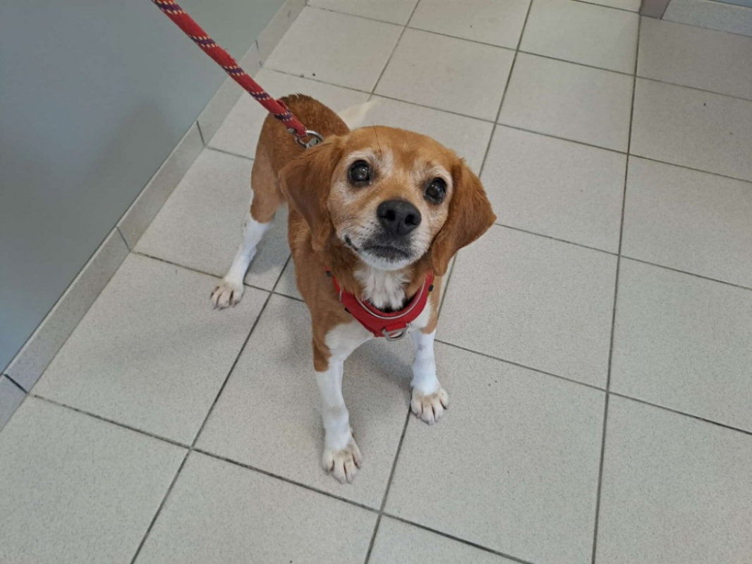Plantain - Chien Beagle à adopter