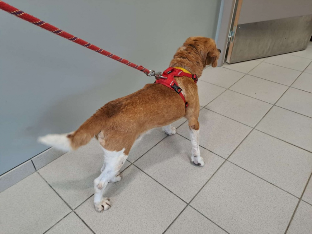 Plantain - Chien Beagle à adopter - photo 2