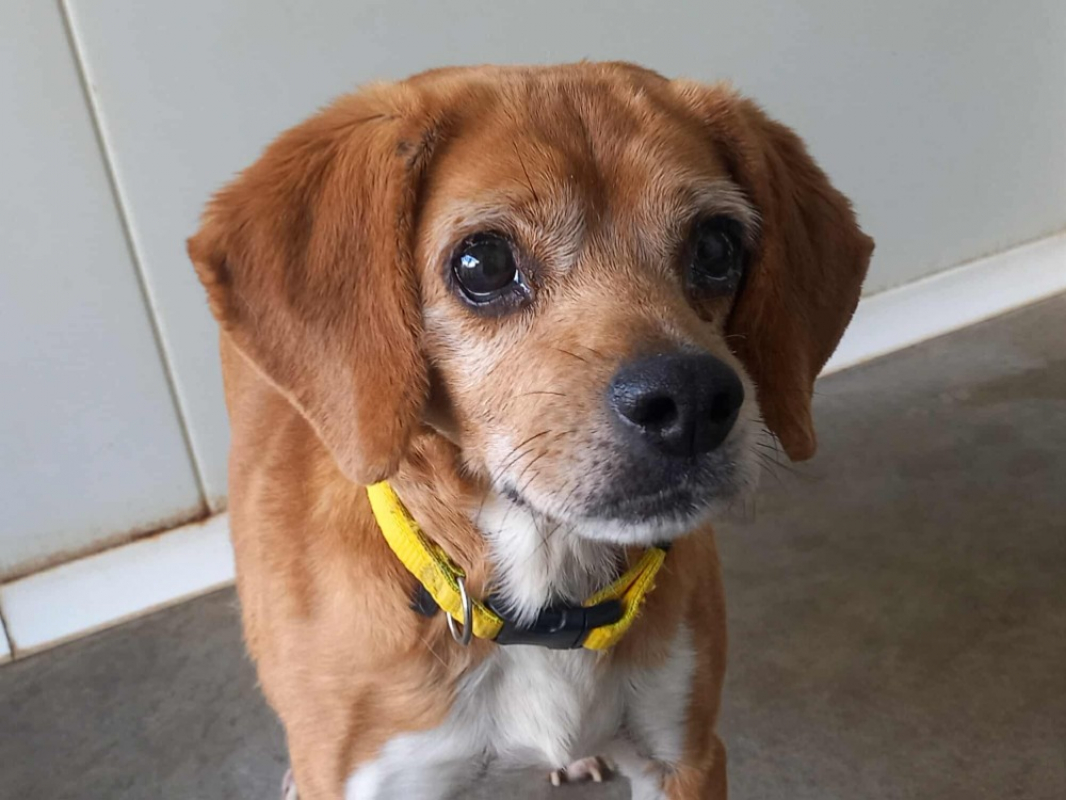 Plantain - Chien Beagle à adopter - photo 4