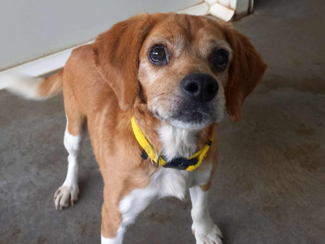 Plantain - Chien Beagle à adopter - photo 6