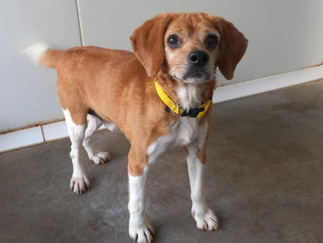 Plantain - Chien Beagle à adopter - photo 8