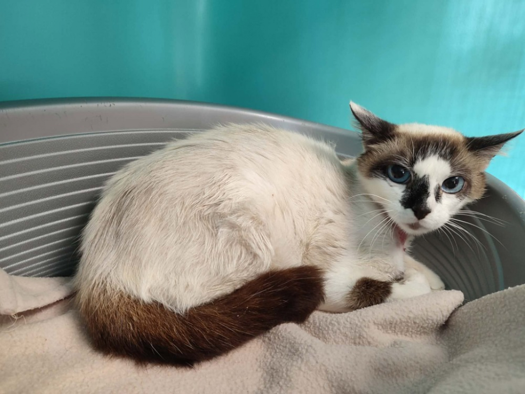 Bidourik - Chat Européen à adopter