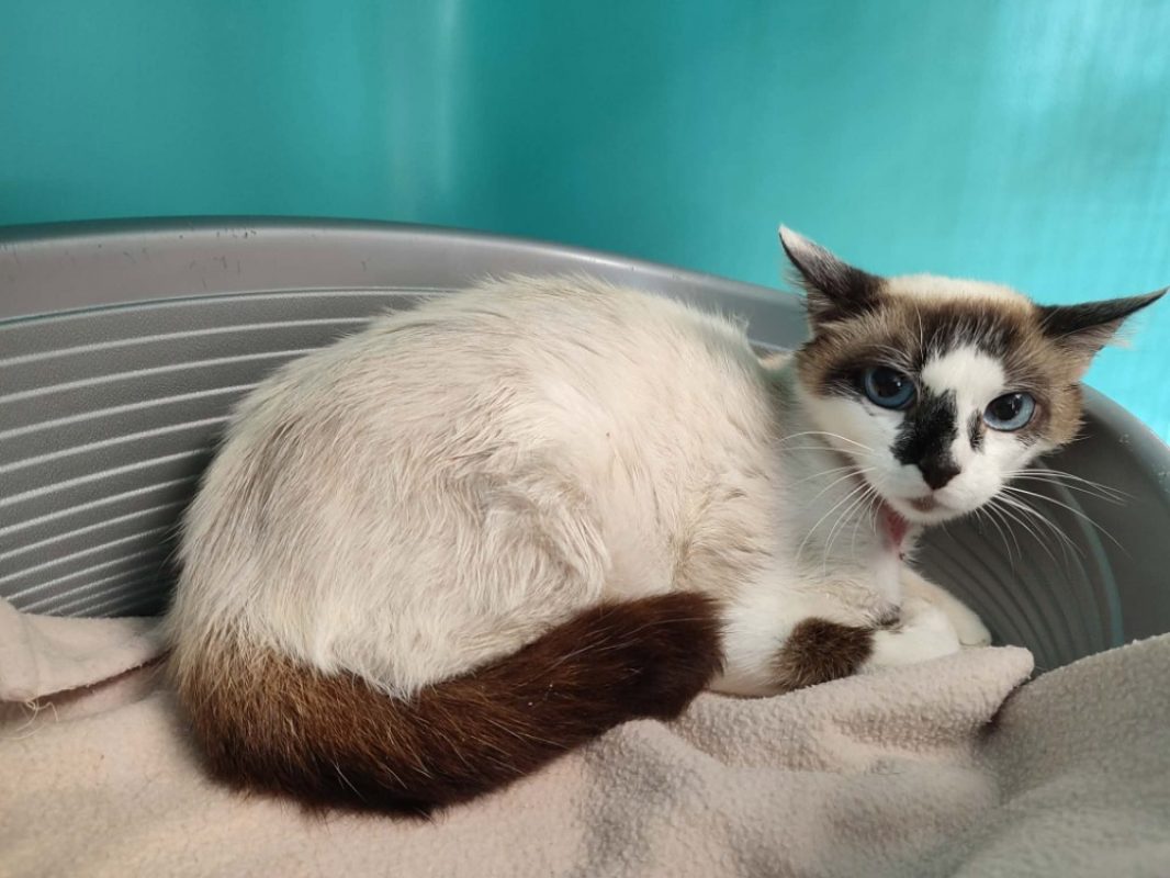 Bidourik - Chat Européen à adopter
