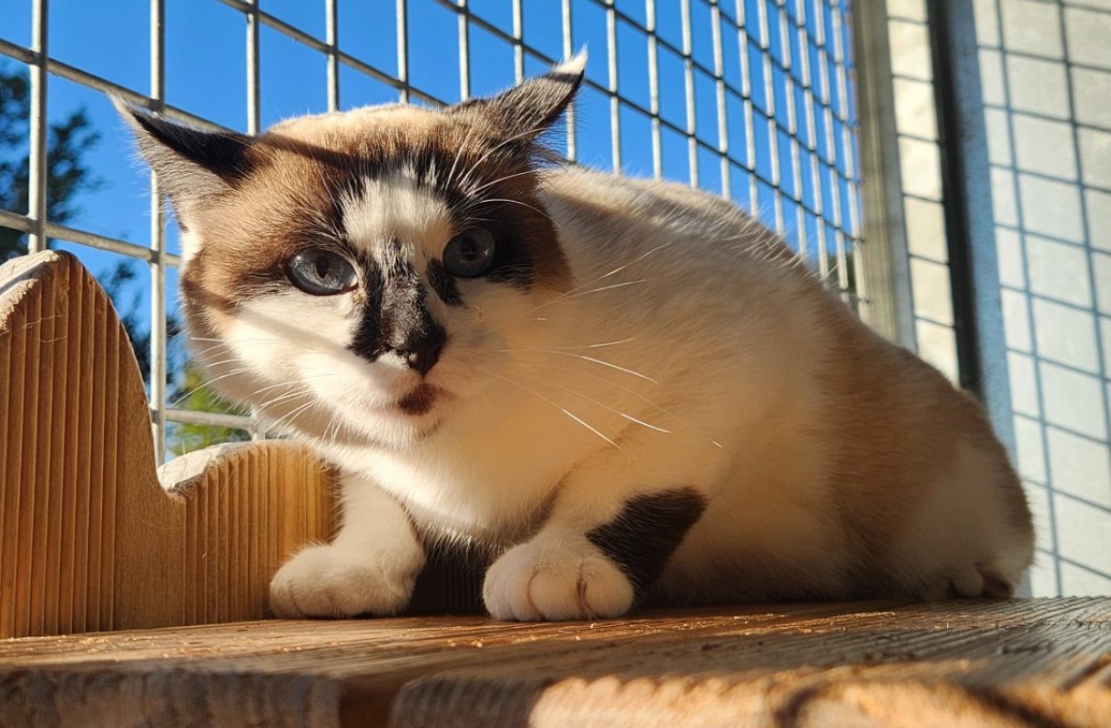 Bidourik - Chat Européen à adopter