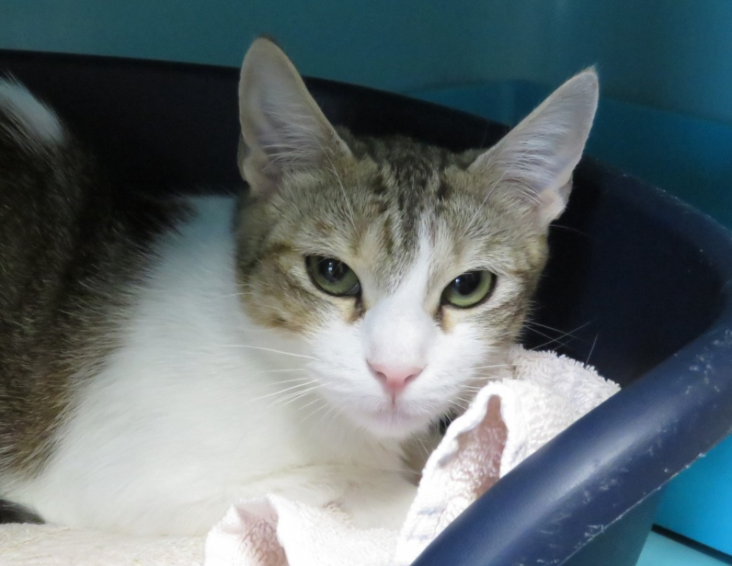 Charlotte - Chat Européen à adopter