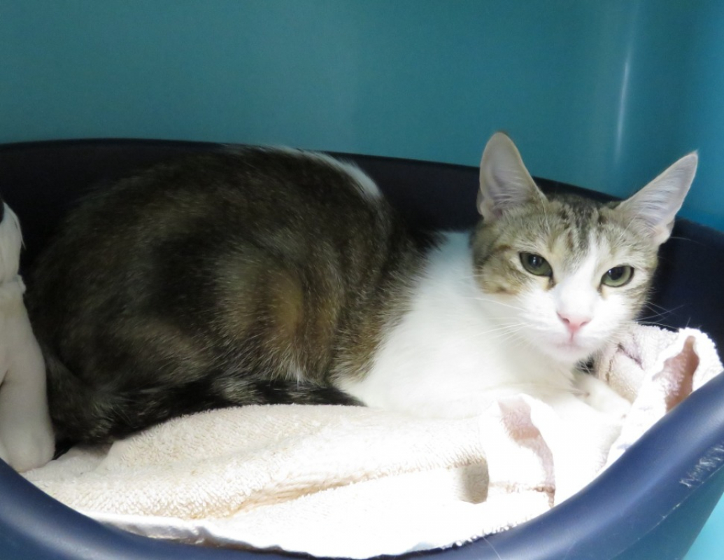 Charlotte - Chat Européen à adopter - photo 2