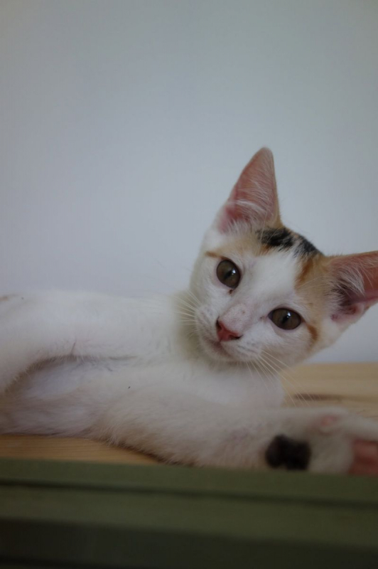 Ponda - Chat Européen à adopter - photo 5