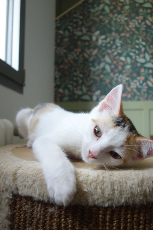 Ponda - Chat Européen à adopter - photo 4