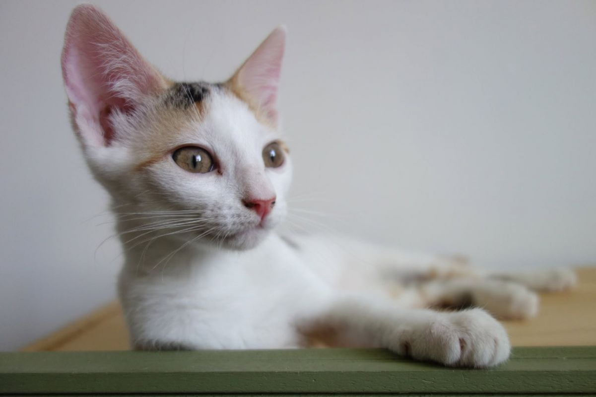 Ponda - Chat Européen à adopter