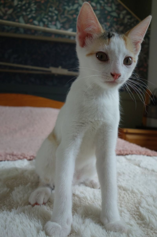 Ponda - Chat Européen à adopter - photo 2
