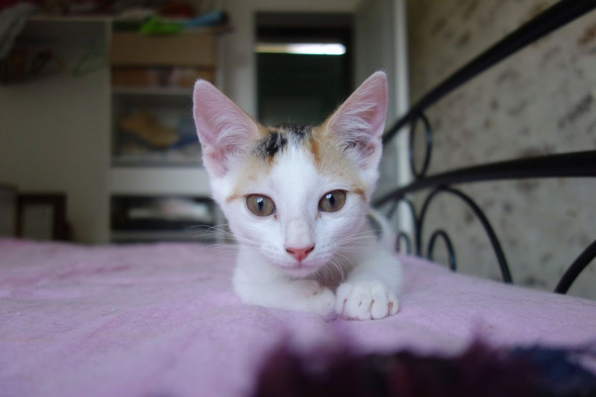 Ponda - Chat Européen à adopter - photo 3