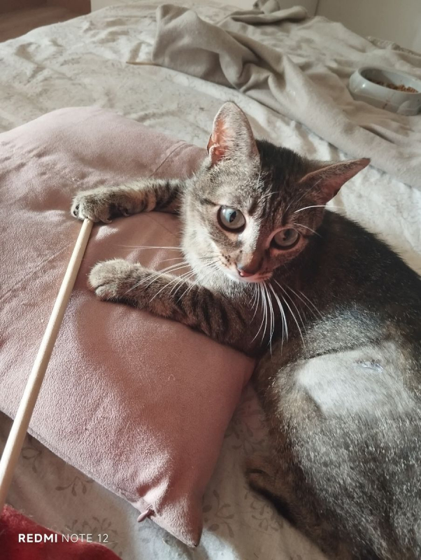 Maia - Chat Européen à adopter - photo 2