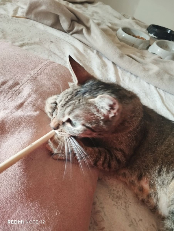 Maia - Chat Européen à adopter - photo 3