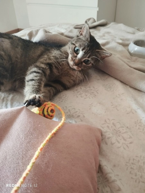 Maia - Chat Européen à adopter