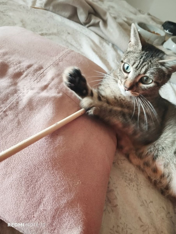 Maia - Chat Européen à adopter - photo 4