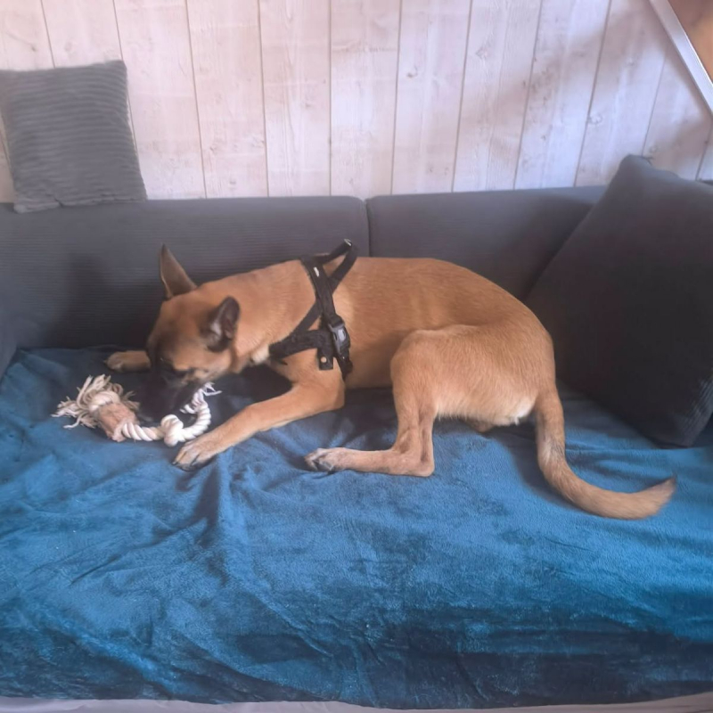 Tokyo - Chien Berger Belge Malinois à adopter - photo 2