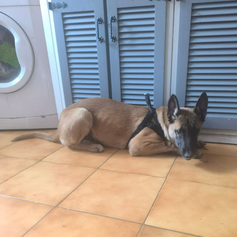 Tokyo - Chien Berger Belge Malinois à adopter