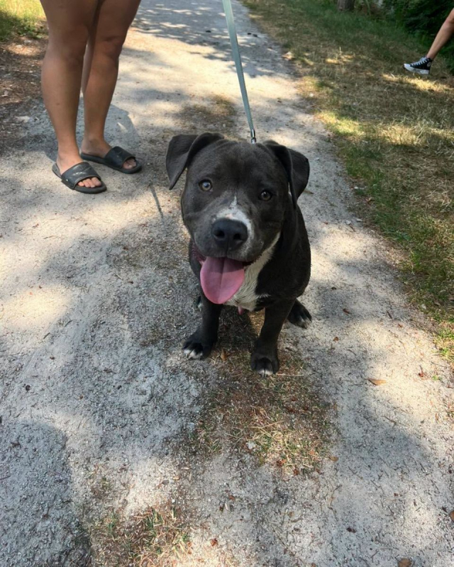 Monroe - Chien American Bully à adopter - photo 4