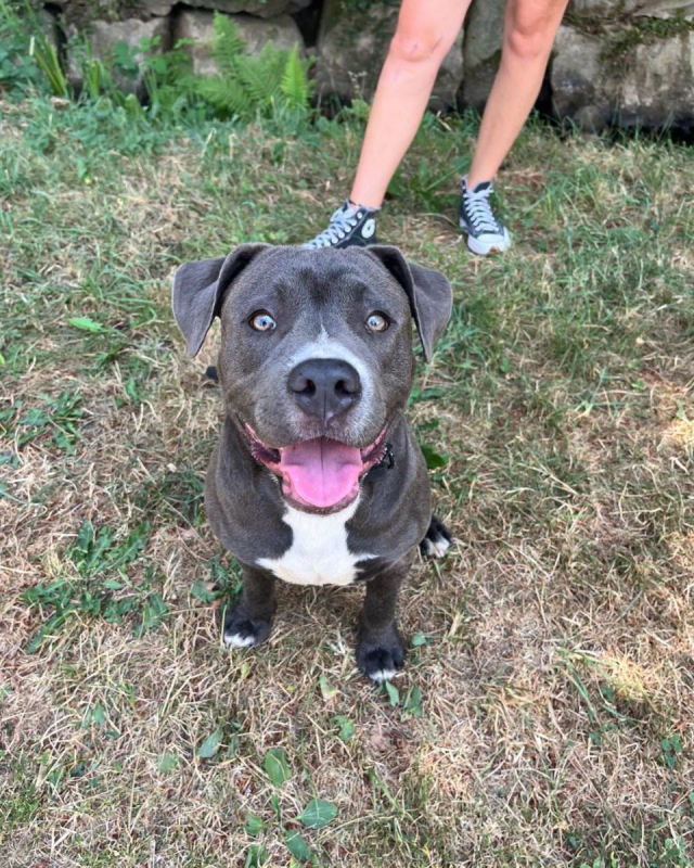 Monroe - Chien American Bully à adopter - photo 3