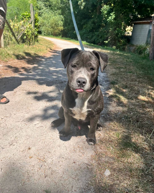 Monroe - Chien American Bully à adopter
