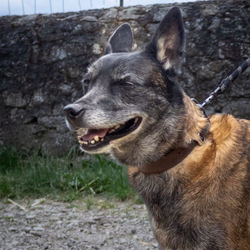 Malya - Chien Berger Belge Malinois à adopter - photo 3