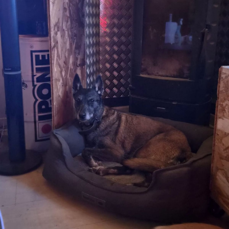 Malya - Chien Berger Belge Malinois à adopter - photo 6