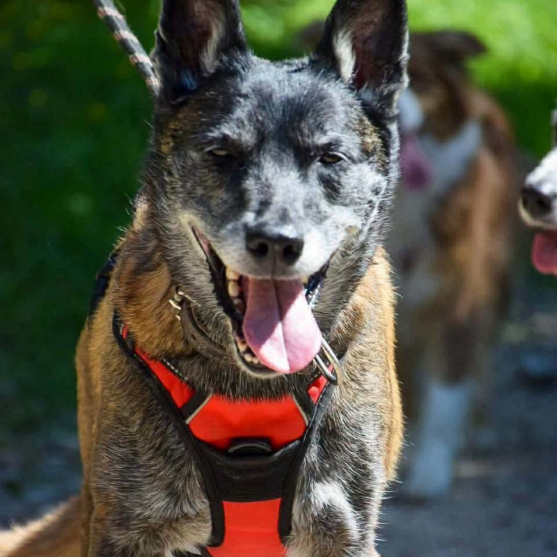 Malya - Chien Berger Belge Malinois à adopter