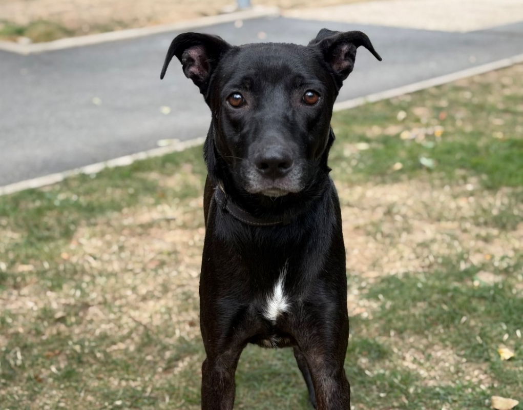 Boby - Chien à adopter