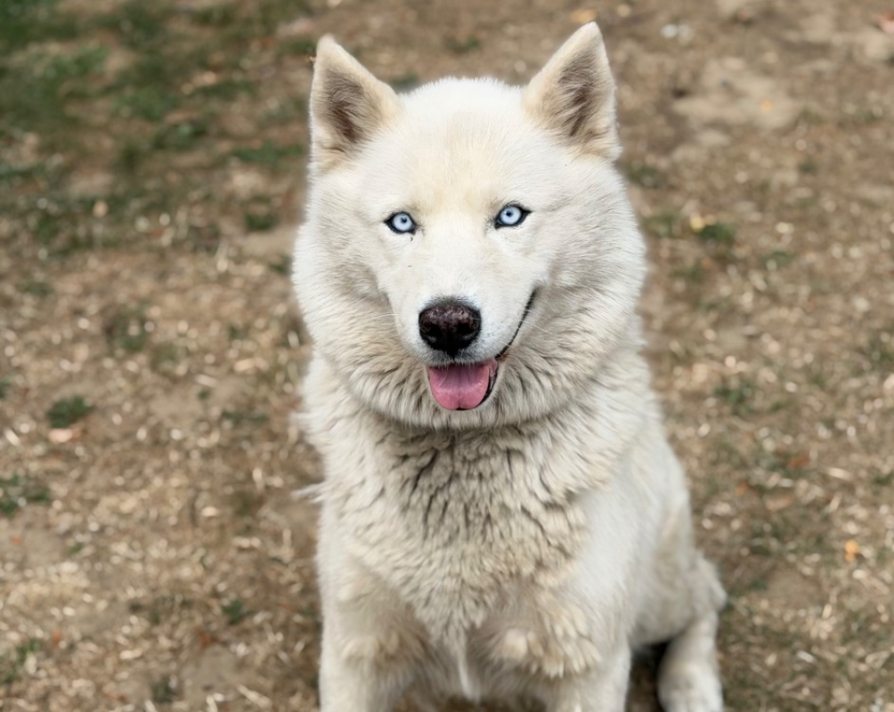 Raya - Chien Husky Sibérien à adopter