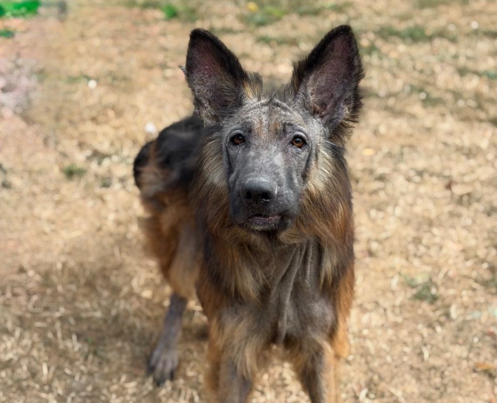 Volcan - Chien Berger Allemand à adopter