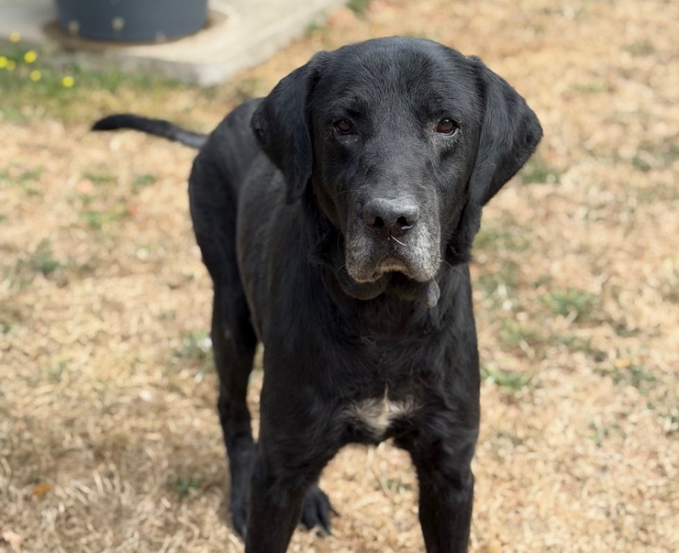 Masor - Chien à adopter