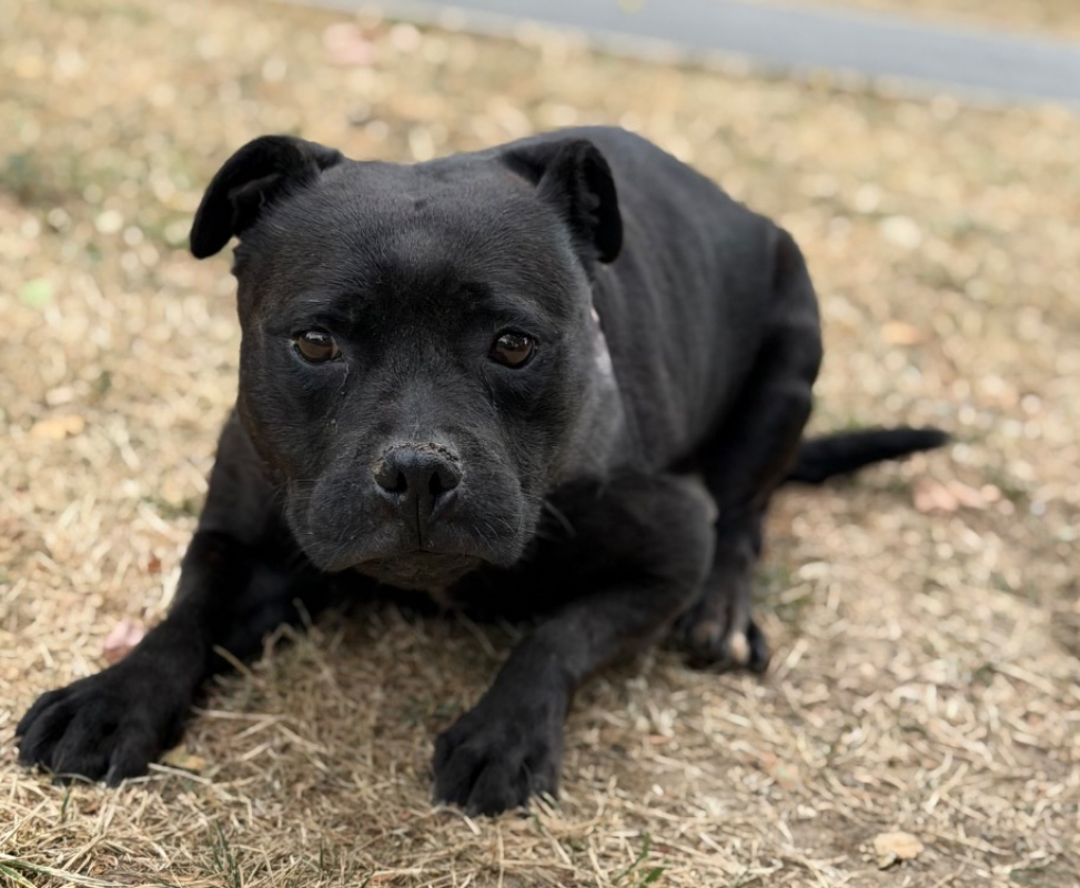 Suki - Chien Staffordshire Bull Terrier à adopter