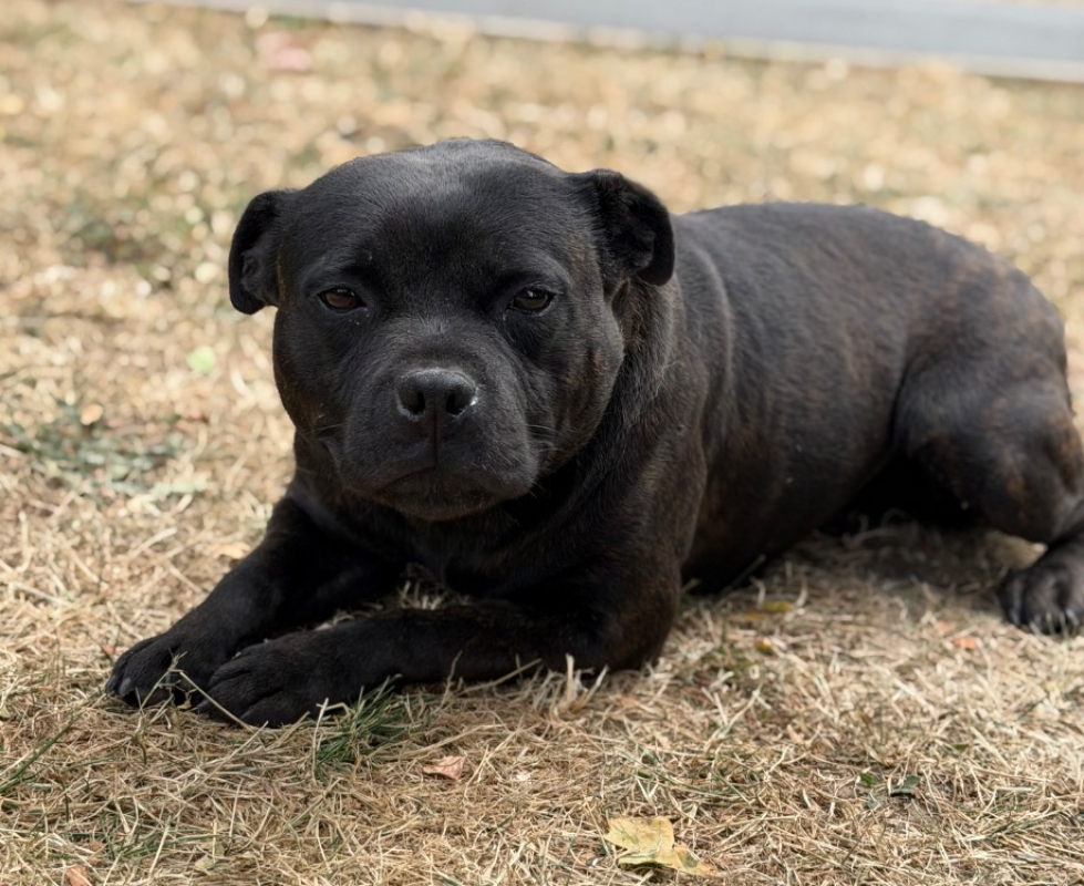 Tornade - Chien Staffordshire Bull Terrier à adopter