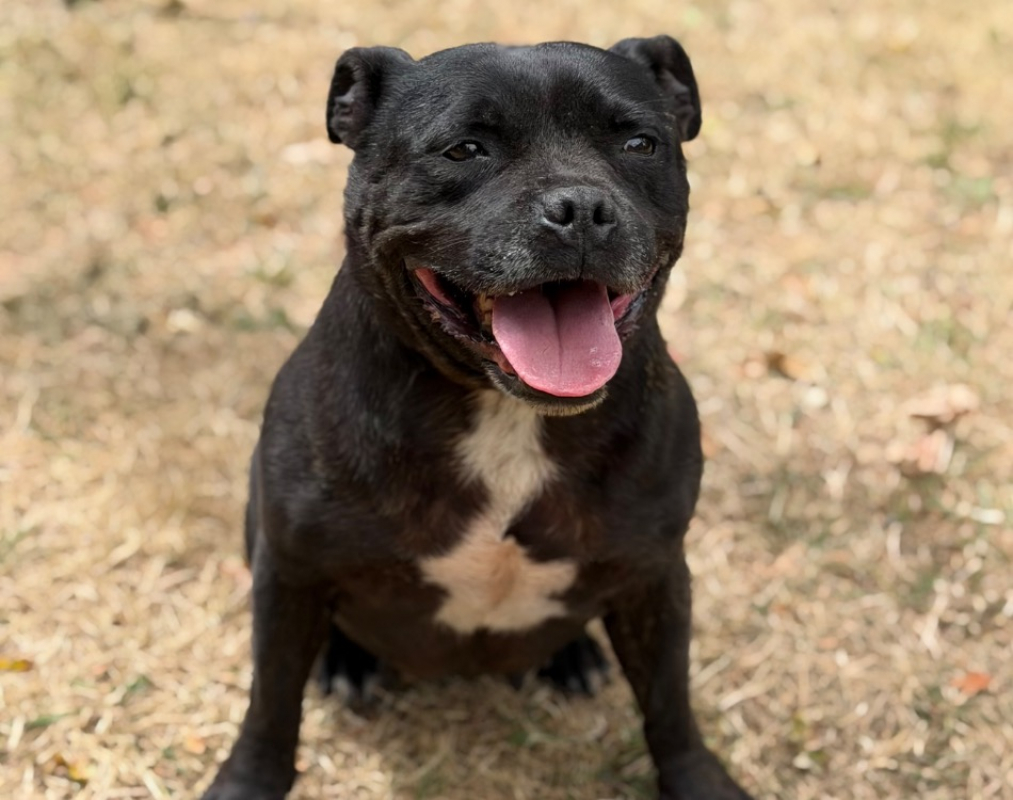 O'guess - Chien Staffordshire Bull Terrier à adopter