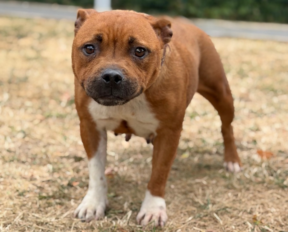 Tess - Chien Staffordshire Bull Terrier à adopter