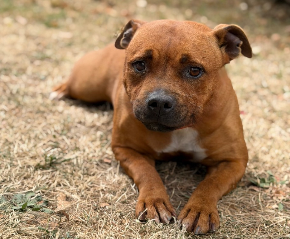 Thessa - Chien Staffordshire Bull Terrier à adopter