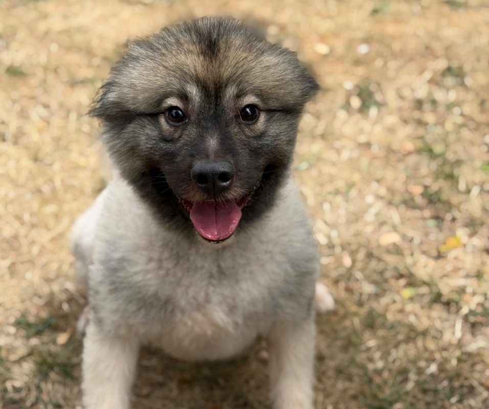 Thor - Chien Spitz Allemand à adopter