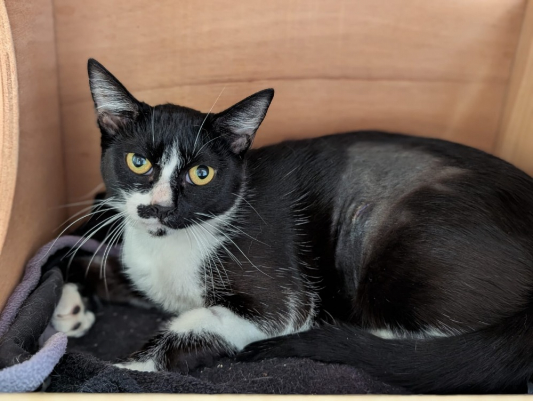 Photo #1 de Chouquette