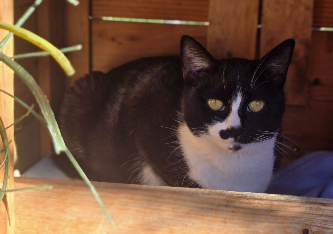 Photo #1 de Chouquette