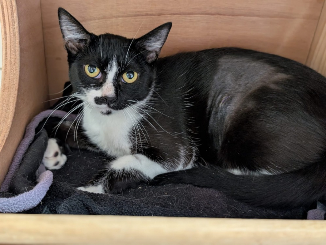 Photo #2 de Chouquette