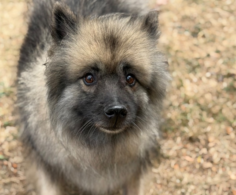 Swan - Chien Spitz Allemand à adopter